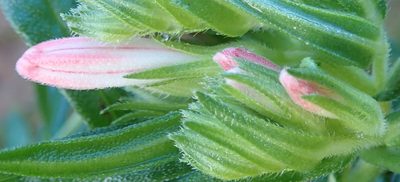 Lobostemon belliformis, photographed by Nicola van Berkel