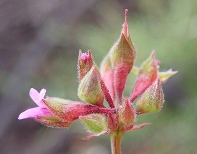 Pelargonium columbinum, photographed by Nicola van Berkel