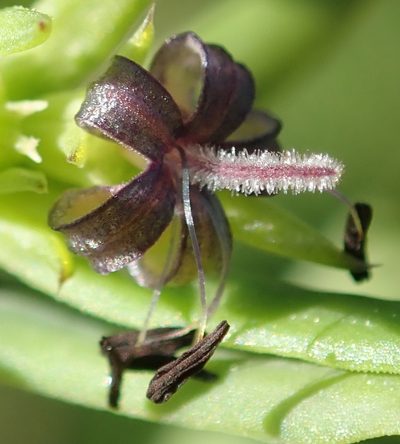 Carpacoce spermacocea, photographed by Nicola van Berkel