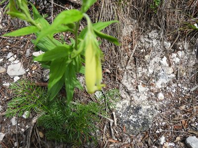 Lithospermum viride, photographed by Leticia Jiménez Hernández
