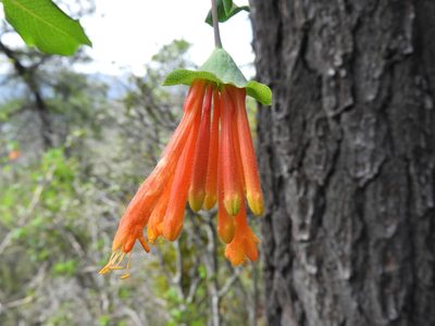 Lonicera pilosa, photographed by Leticia Jiménez Hernández