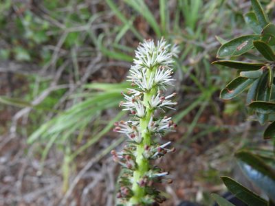Schoenocaulon texanum, photographed by Leticia Jiménez Hernández