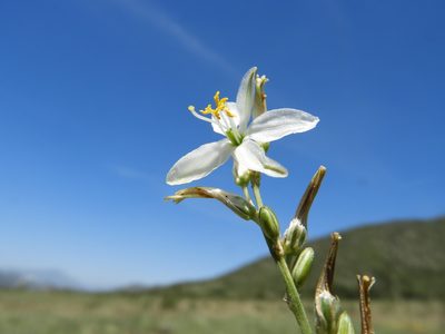 Echeandia scabrella, photographed by Leticia Jiménez Hernández