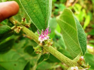 Miconia sericea, photographed by Daniel A. Monsalve Ortiz