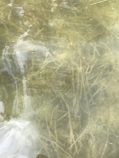 Halodule wrightii, photographed by Sara Piotter