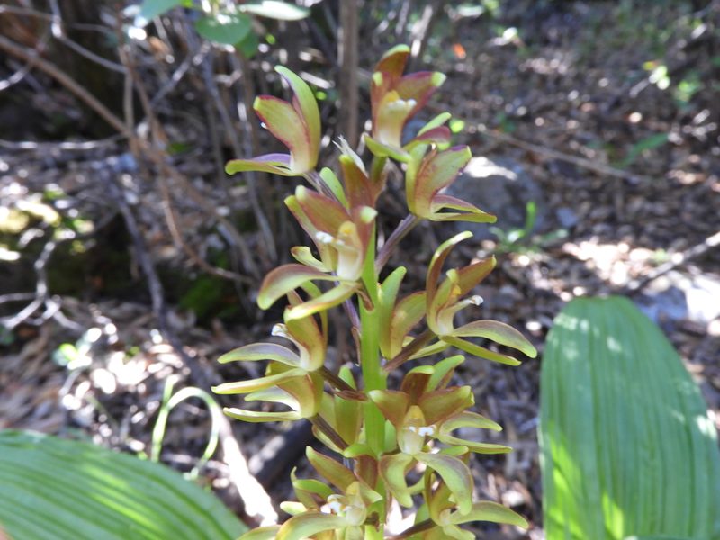 Govenia lagenophora, photographed by Leticia Jiménez Hernández