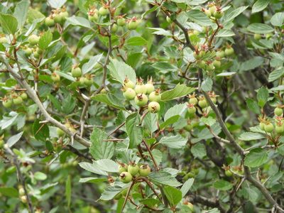 Crataegus baroussana, photographed by Leticia Jiménez Hernández