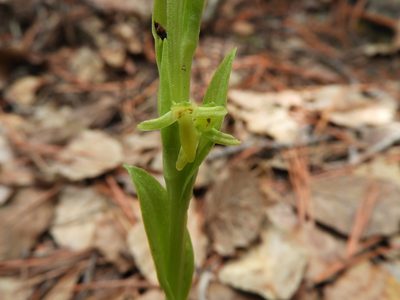 Platanthera brevifolia, photographed by Leticia Jiménez Hernández