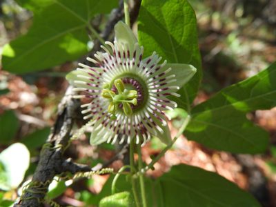 Passiflora zapalinamensis, photographed by Leticia Jiménez Hernández