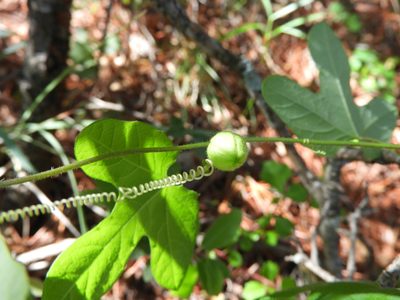 Passiflora zapalinamensis, photographed by Leticia Jiménez Hernández