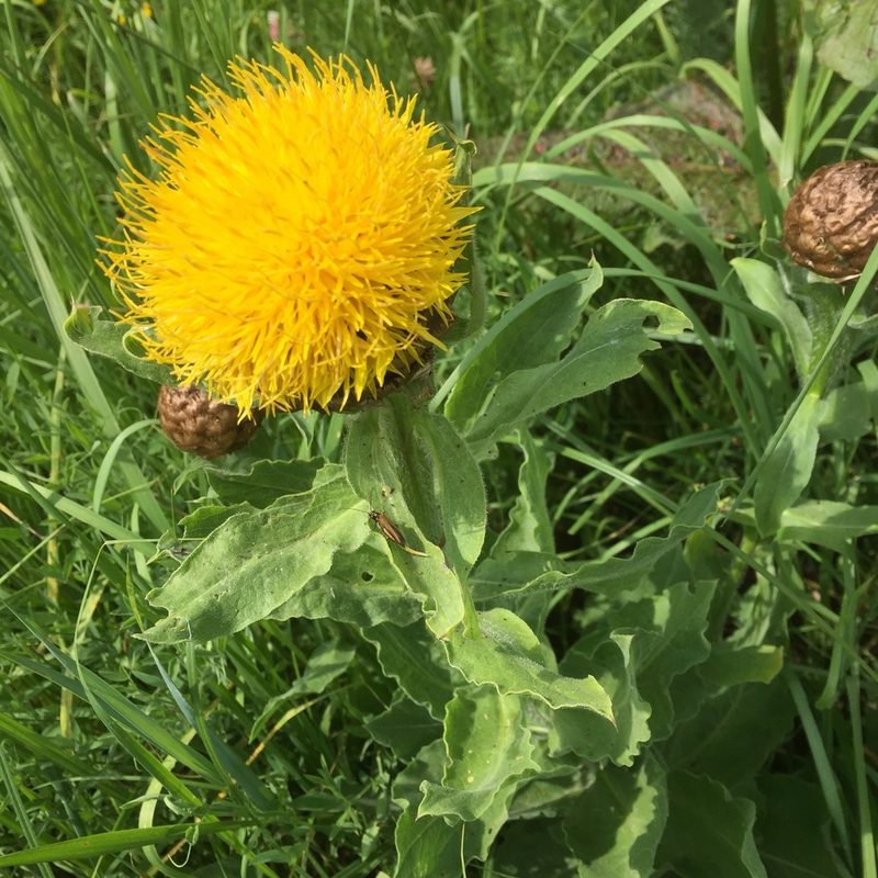 Centaurea macrocephala, photographed by Andre Hosper