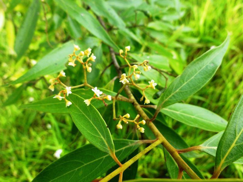 Nectandra cuspidata, photographed by Daniel A. Monsalve Ortiz