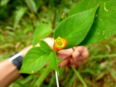 Kohleria tubiflora, photographed by Daniel A. Monsalve Ortiz
