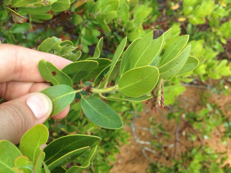 Arctostaphylos insularis, photographed by Ken-ichi Ueda