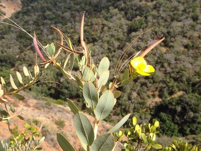 Dendromecon harfordii, photographed by Ken-ichi Ueda