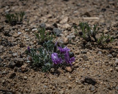 Oxytropis multiceps, photographed by carolannie1949