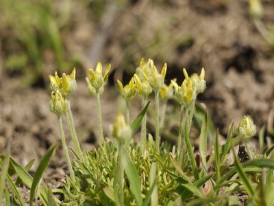 Ranunculus falcatus, photographed by Roman