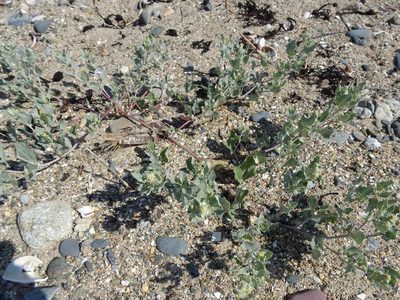 Atriplex laciniata, photographed by Robert H. Wardell