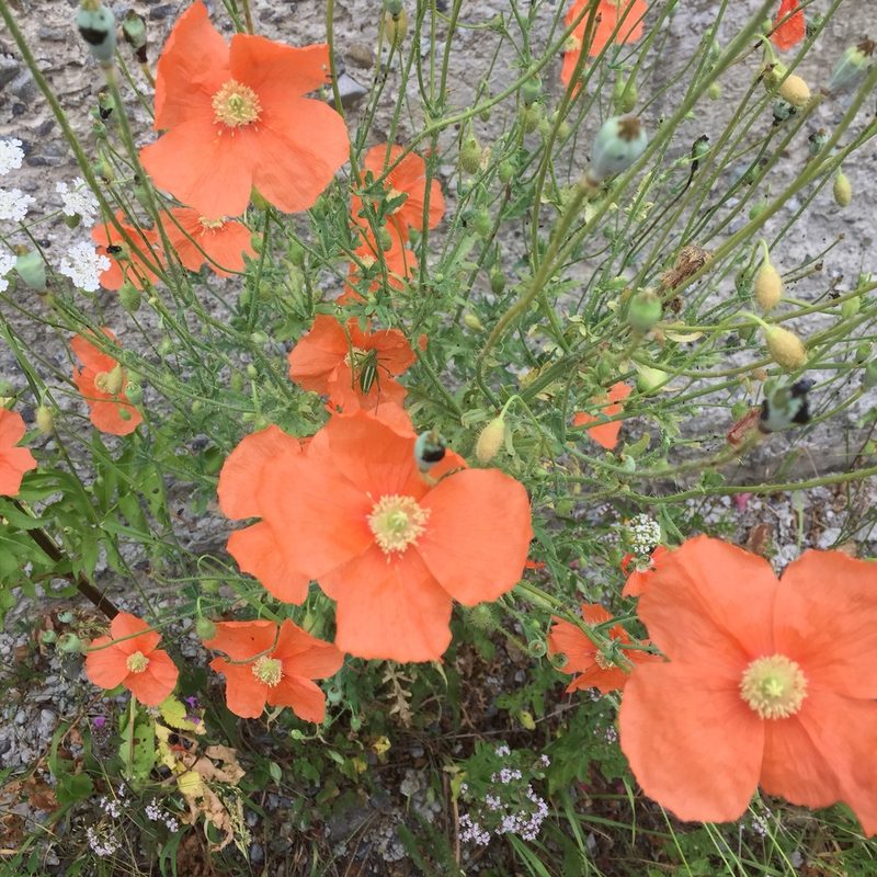 Papaver armeniacum, photographed by Andre Hosper