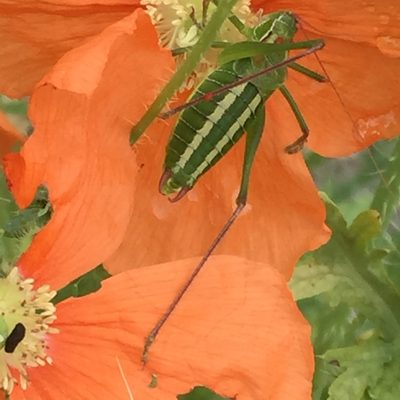 Papaver armeniacum, photographed by Andre Hosper
