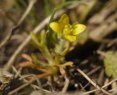 Ranunculus falcatus, photographed by Roman