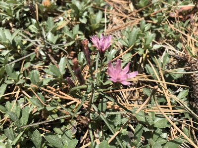 Stephanomeria lactucina, photographed by Leah Gardner