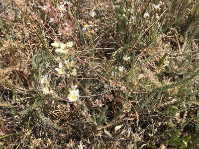 Potentilla sericoleuca, photographed by Leah Gardner
