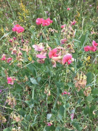 Lathyrus rotundifolius, photographed by Andre Hosper