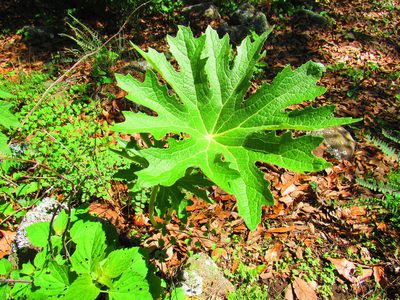 Psacalium peltatum, photographed by Oscar Alejandro Morales Juárez