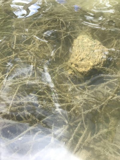 Halodule wrightii, photographed by Sara Piotter