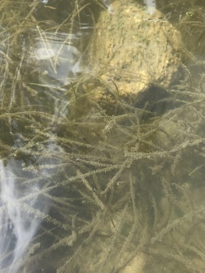 Halodule wrightii, photographed by Sara Piotter