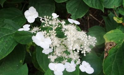 Hydrangea paniculata, photographed by Pedro Henrique Maloso Ramos