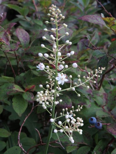 Stenanthium leimanthoides, photographed by Evan M. Raskin