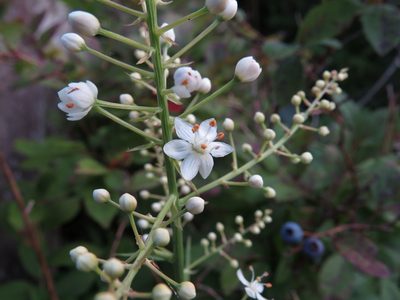 Stenanthium leimanthoides, photographed by Evan M. Raskin