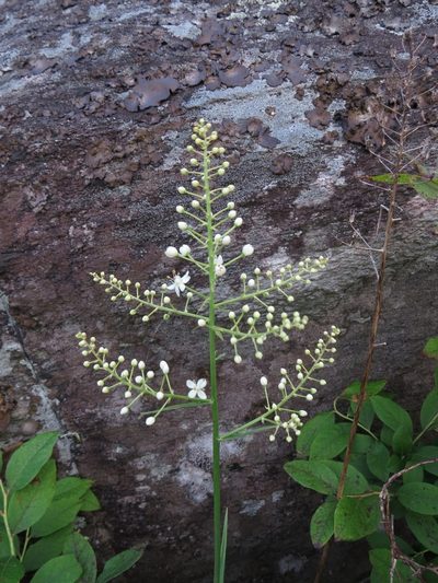 Stenanthium leimanthoides, photographed by Evan M. Raskin