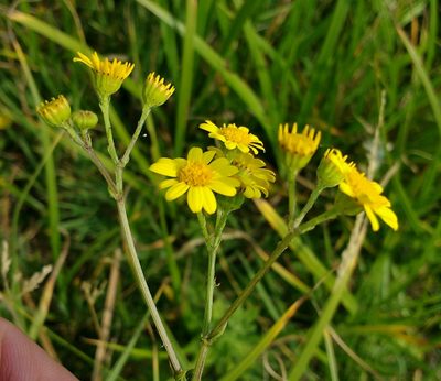 Jacobaea erratica, photographed by carnifex