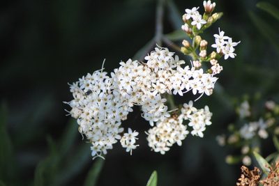 Stevia salicifolia, photographed by José Belem Hernández Díaz