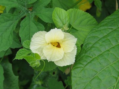 Momordica foetida, photographed by Leonel Roget