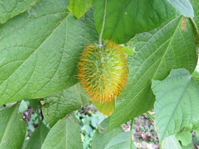 Momordica foetida, photographed by Leonel Roget