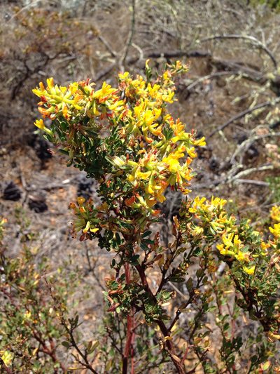 Acmispon dendroideus, photographed by Ken-ichi Ueda