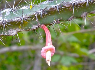 Stenocereus kerberi, photographed by Francisco Farriols Sarabia