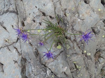 Phyteuma scheuchzeri, photographed by Marco Mussita