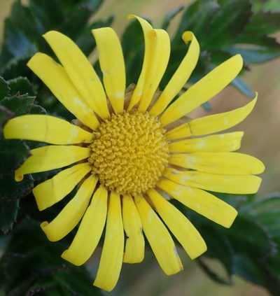 Ursinia serrata, photographed by Nicola van Berkel
