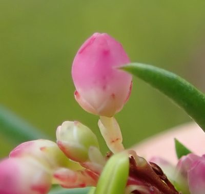 Erica regerminans, photographed by Nicola van Berkel