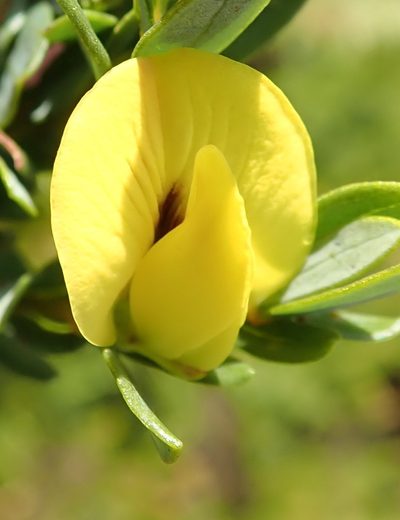 Cyclopia sessiliflora, photographed by Nicola van Berkel