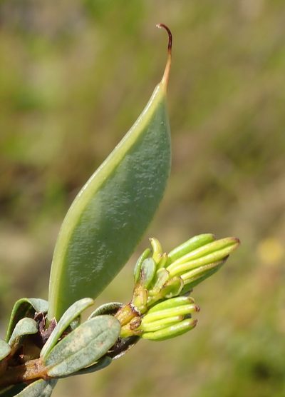 Cyclopia sessiliflora, photographed by Nicola van Berkel
