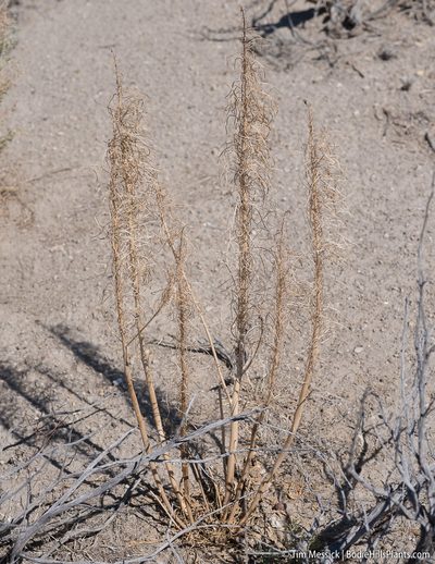 Thelypodium milleflorum, photographed by Tim Messick