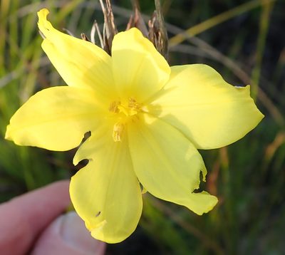 Bobartia macrospatha, photographed by Nicola van Berkel