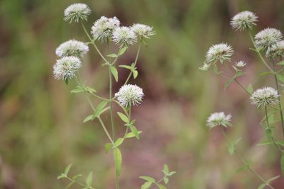 Pycnanthemum flexuosum, photographed by Ashwin Srinivasan