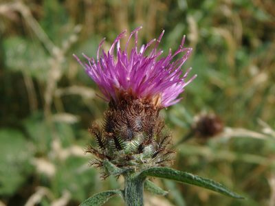 Centaurea debeauxii, photographed by Daniel Cahen